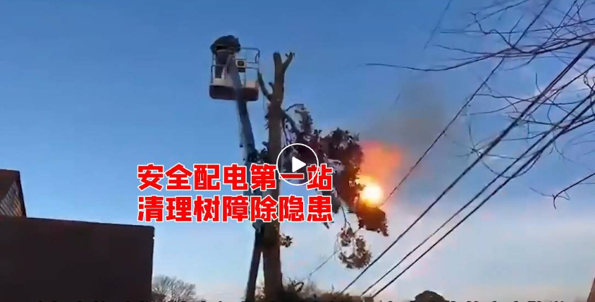 冠能商道 | 安全配電第一站 清理樹障除隱患